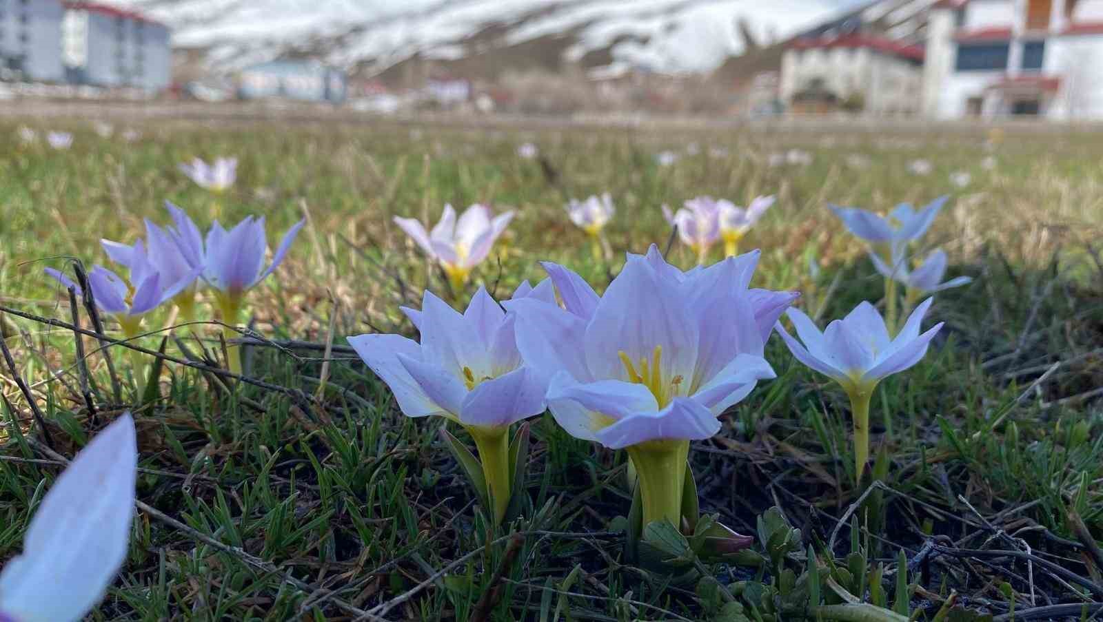 Karlıova’da kardelenler çiçek açtı
