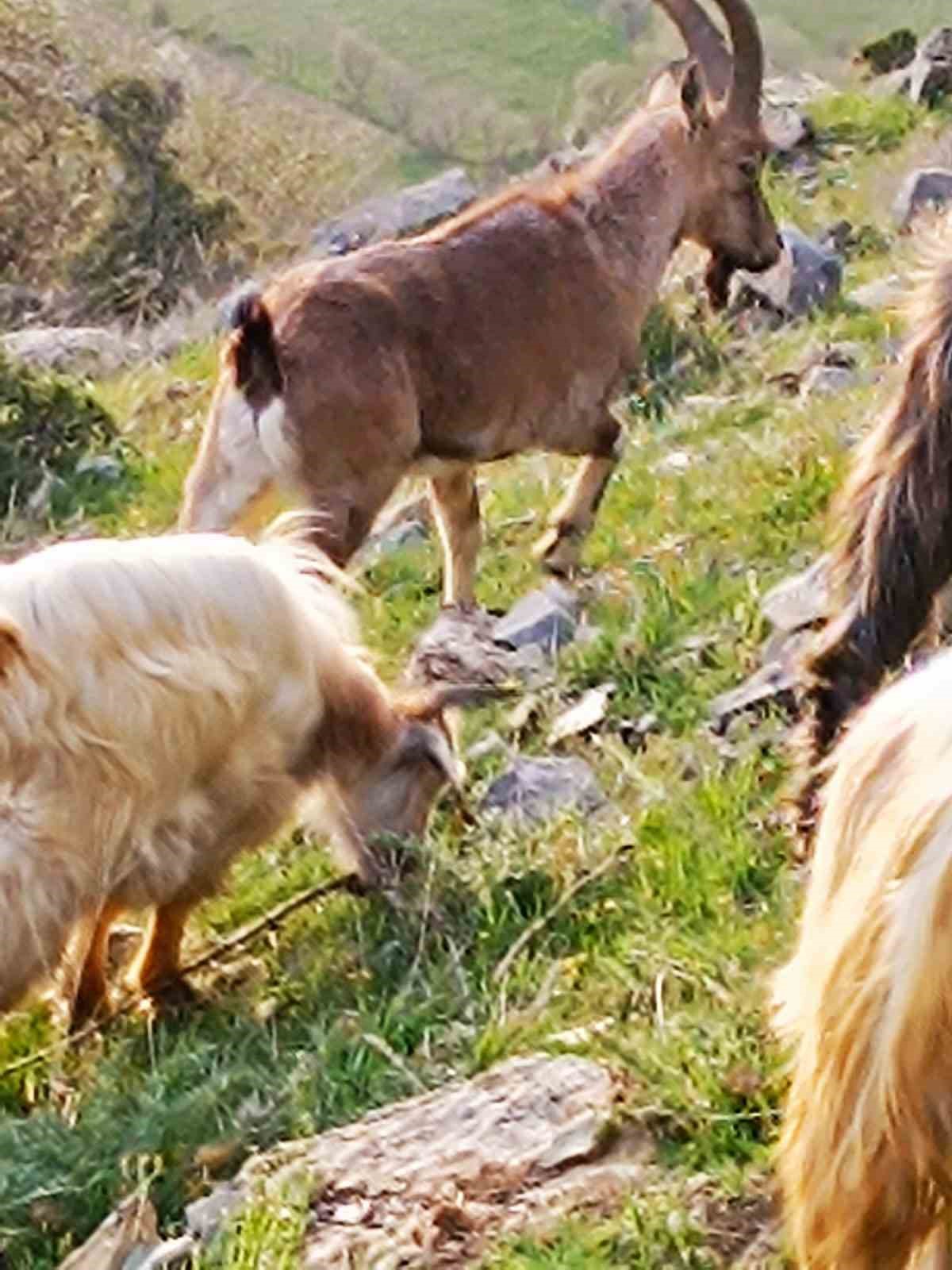 Batman’da sürüye karışan dağ keçisi çoban tarafından cep telefonu kamerasıyla kaydedildi