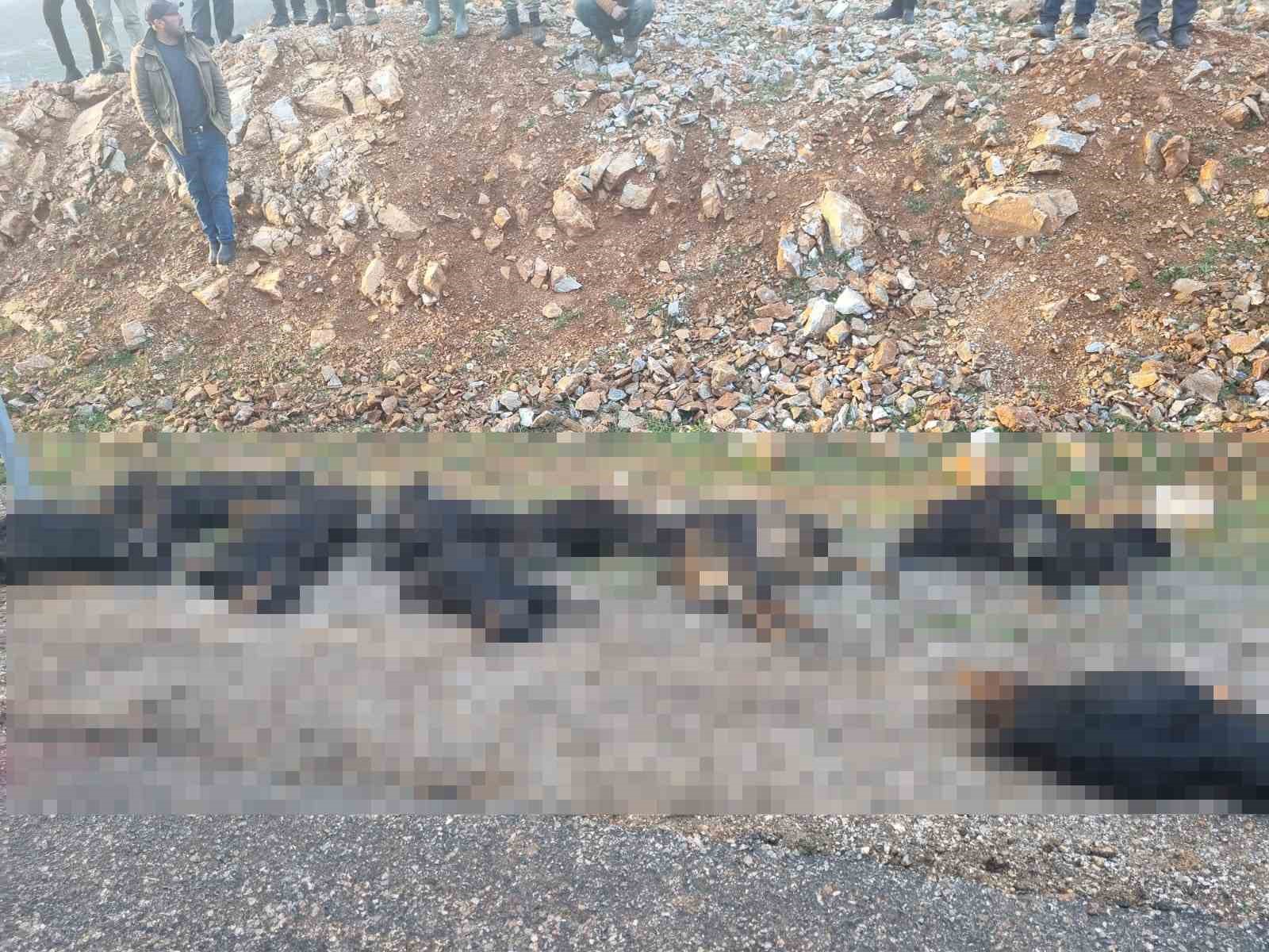 Mutki’de yıldırım düştü: 17 koyun telef oldu