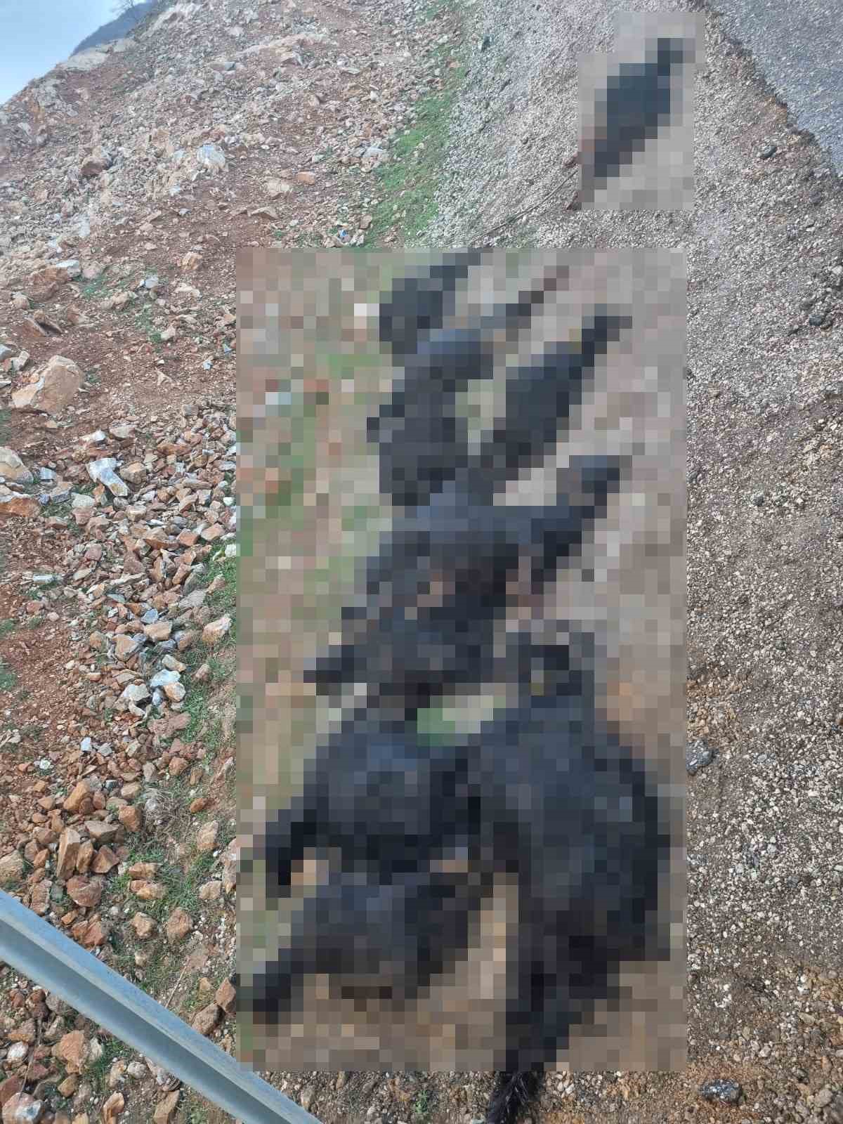 Mutki&rsquo;de yıldırım d&uuml;şt&uuml;: 17 koyun telef oldu
