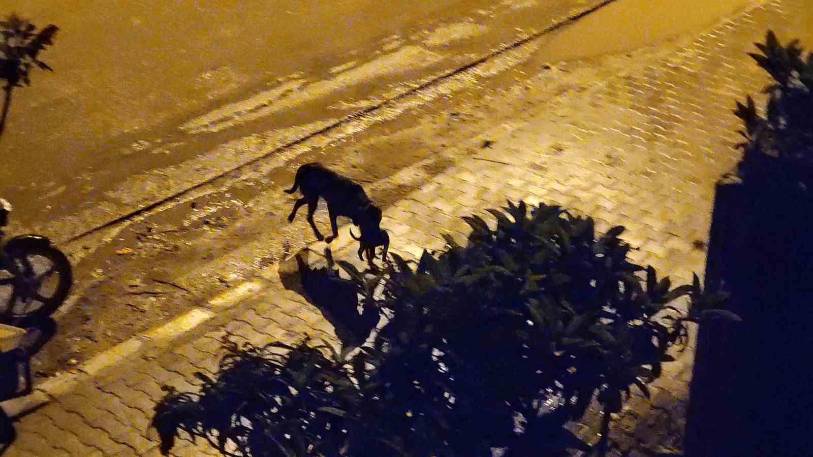 Anne k&ouml;pek, şimşek ve yıldırımdan yavrularını b&ouml;yle korudu
