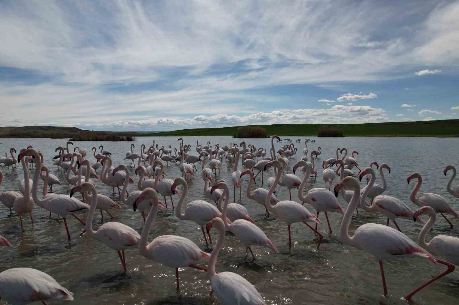 Ankara’nın renkli misafirleri: Flamingolar 