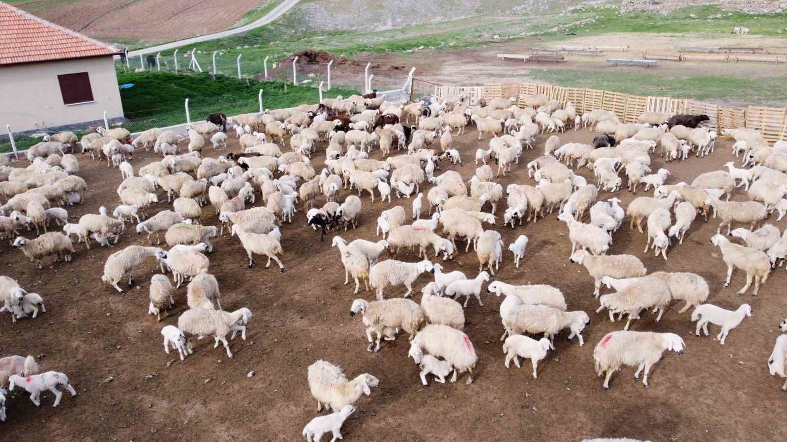 Yürekleri ısıtan görüntü, kuzular annelerine böyle koştu