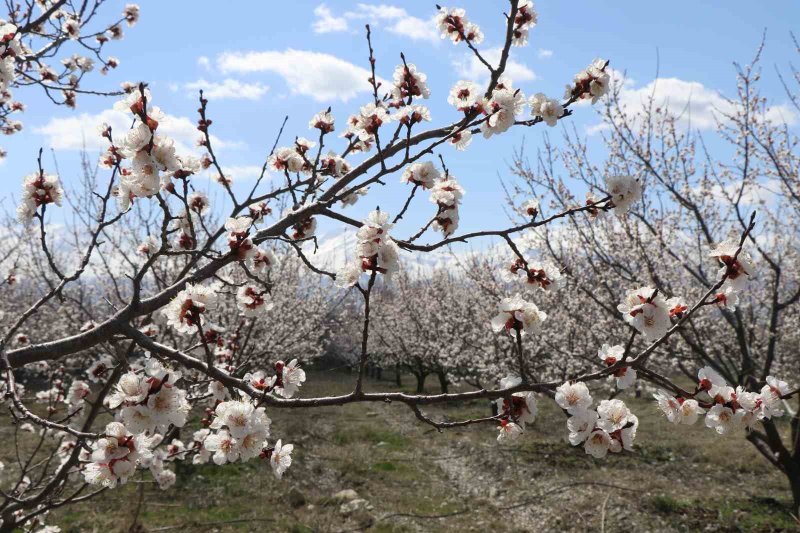 Erzincan&rsquo;ın y&uuml;ksek kesimlerinde kar, kent merkezinde bahar
