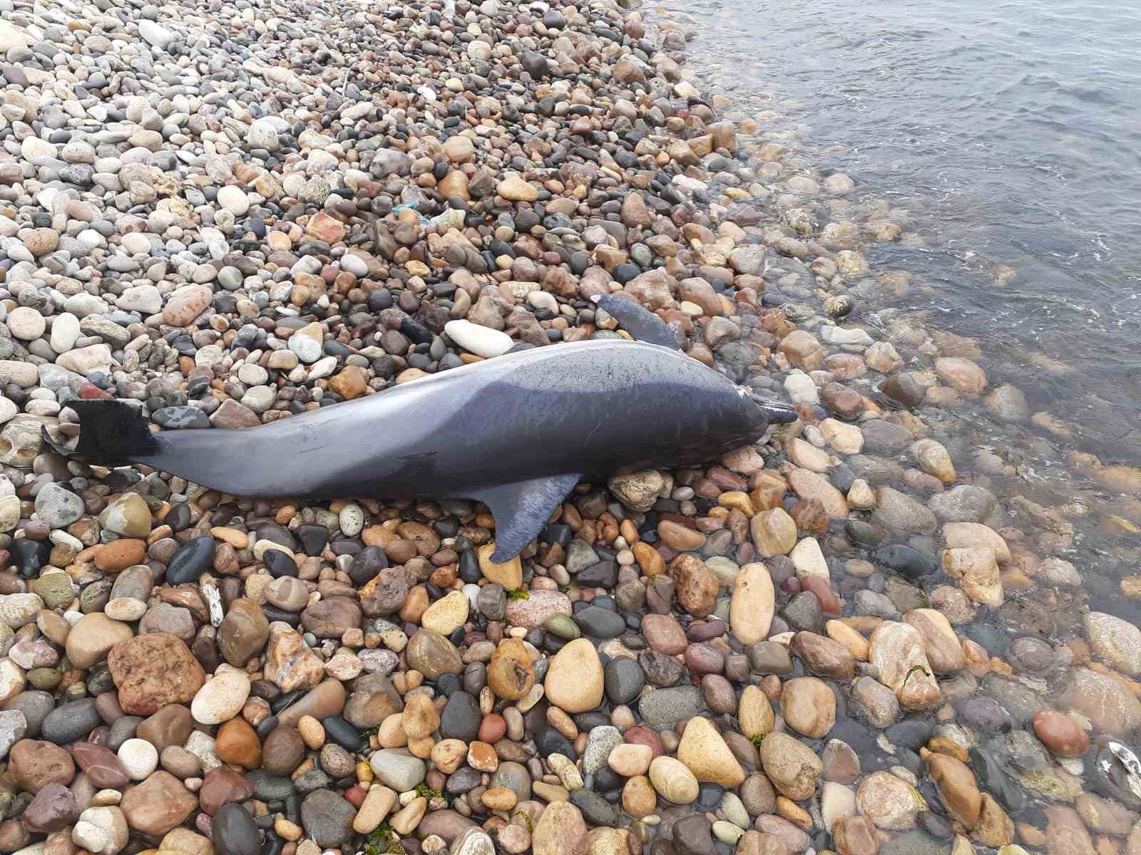 Ordu’da ölü yunus balığı sahile vurdu