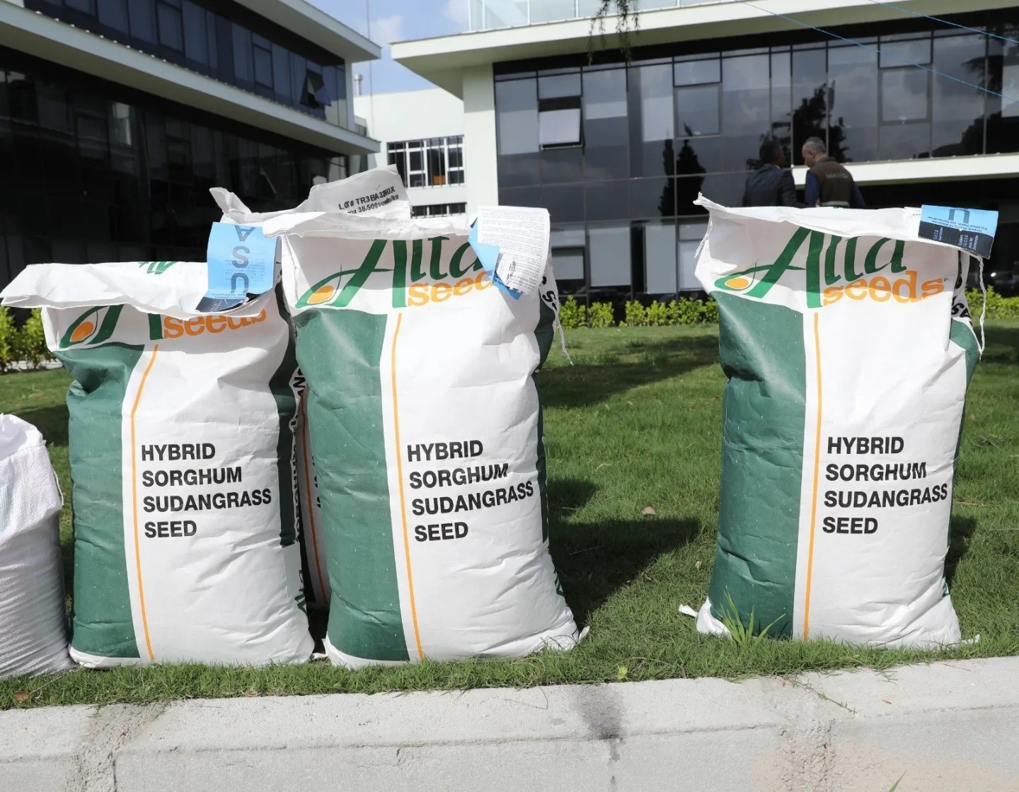 Manisalı çiftçilere 3 bin 100 kilo sorgum tohumu dağıtıldı