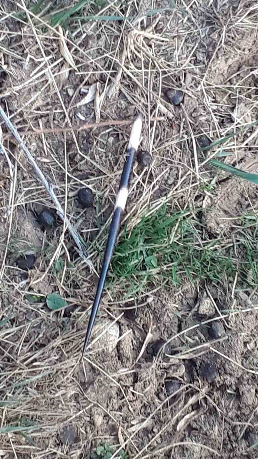 Oklu kirpinin fırlattığı ok g&ouml;z&uuml;ne isabet eden k&ouml;pek k&ouml;r oldu, 2 k&ouml;pek yaralandı
