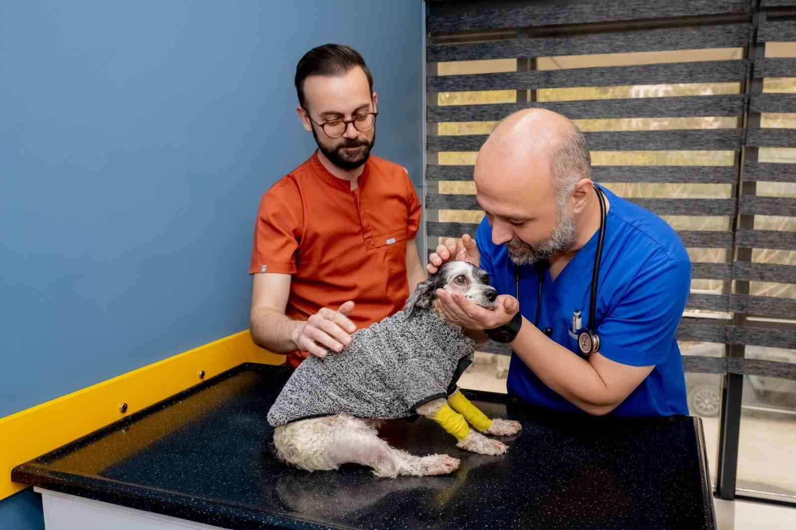 Köpek Max, ameliyatla hayata tutundu
