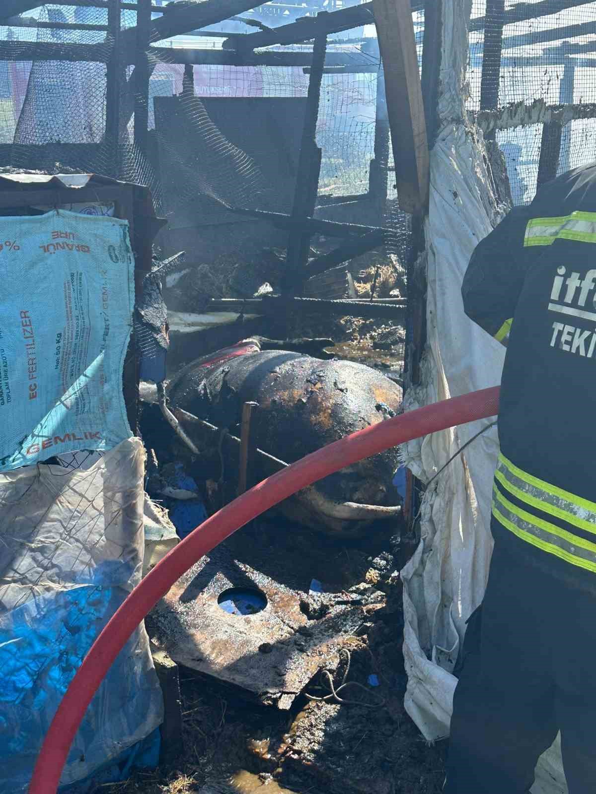 Ahır yandı, b&uuml;y&uuml;kbaş hayvan telef oldu
