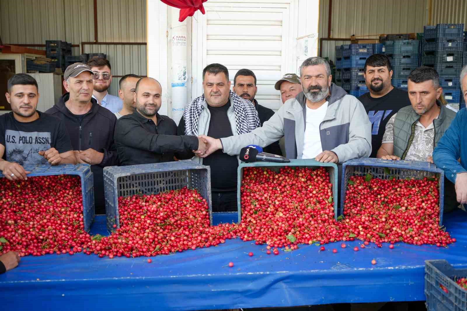 Kuzey yarımkürenin ilk kirazı hasat edildi
