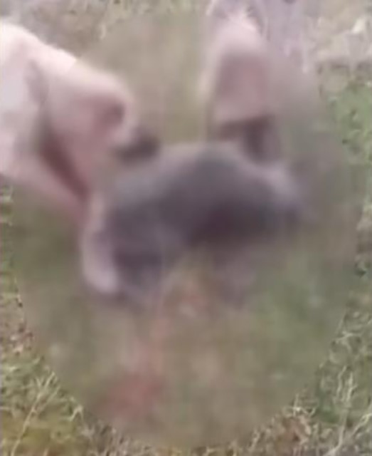 Kemah’ta kurdu iki köpeğe boğdurup leşini yakan kişi gözaltına alındı