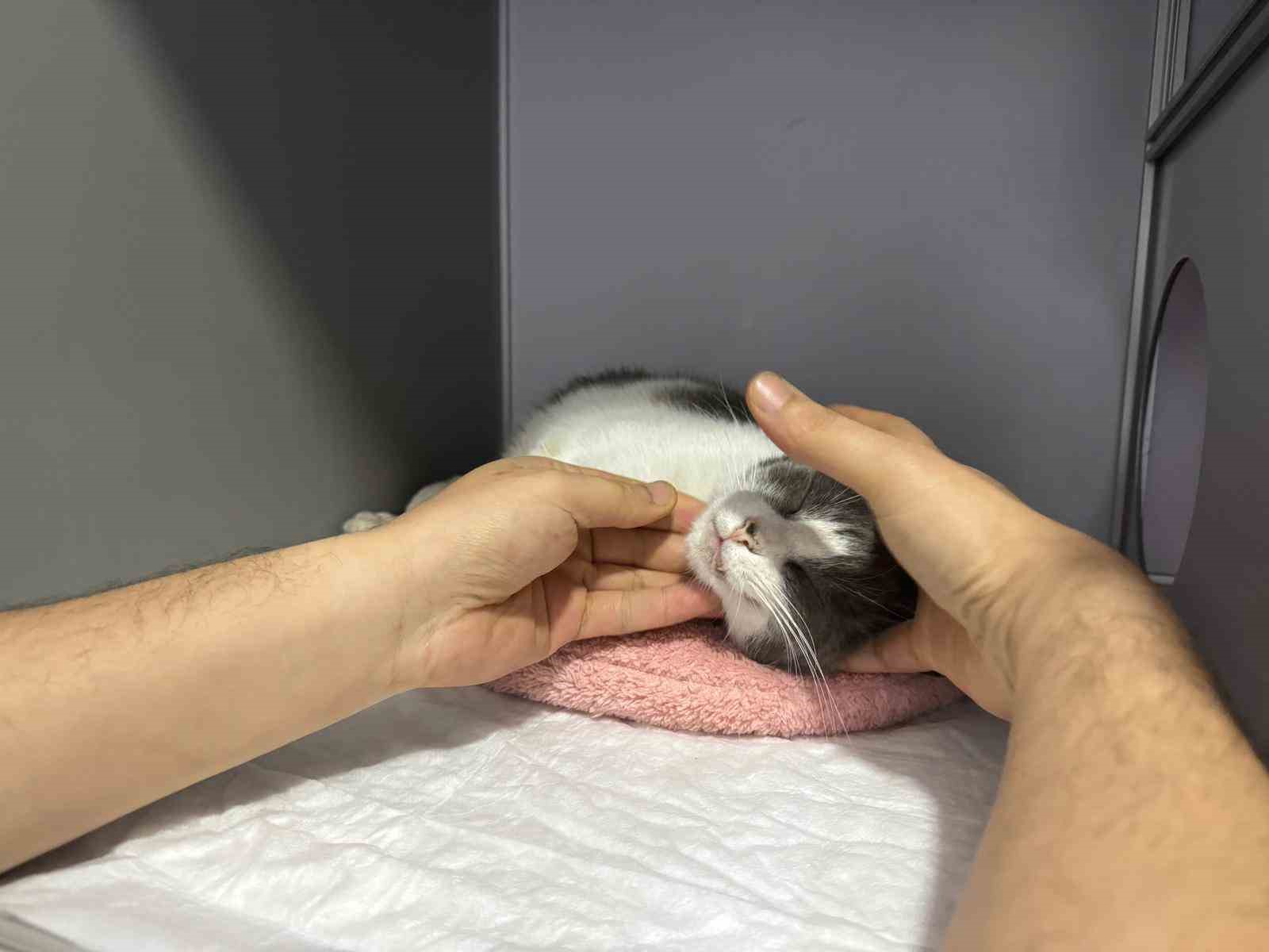 Apartmanın 7. katından düşen kedi ameliyatla sağlığına kavuştu