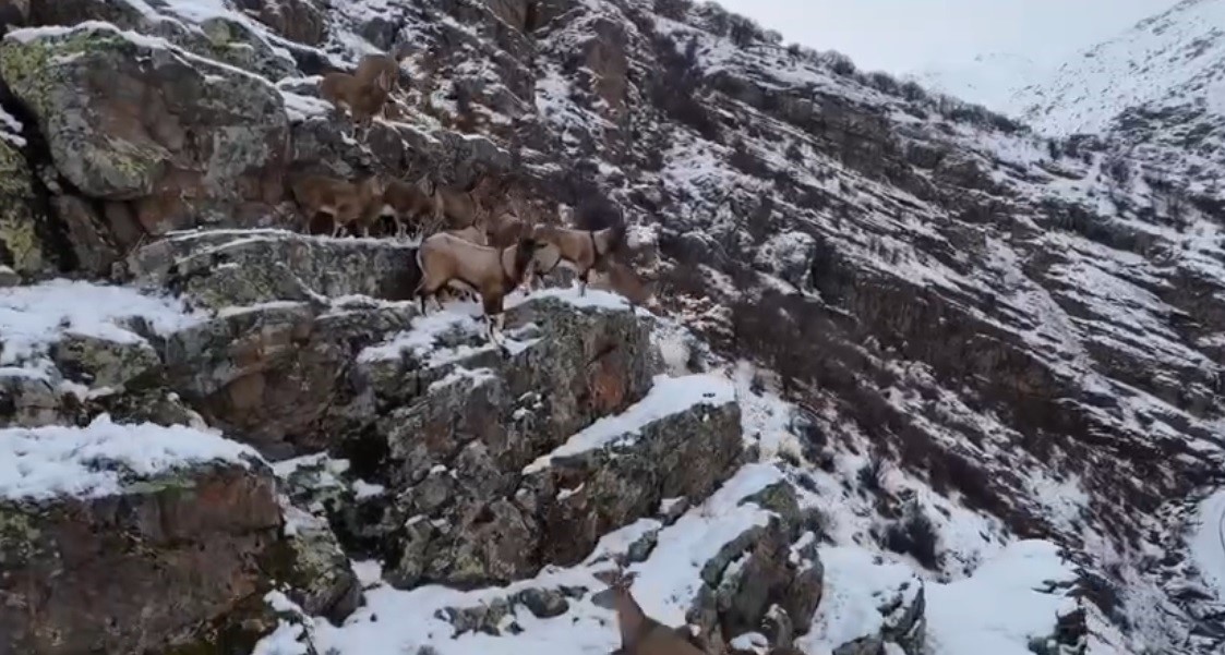 Dağları süsleyen dağ keçileri engebeli arazide drone ile görüntülendi