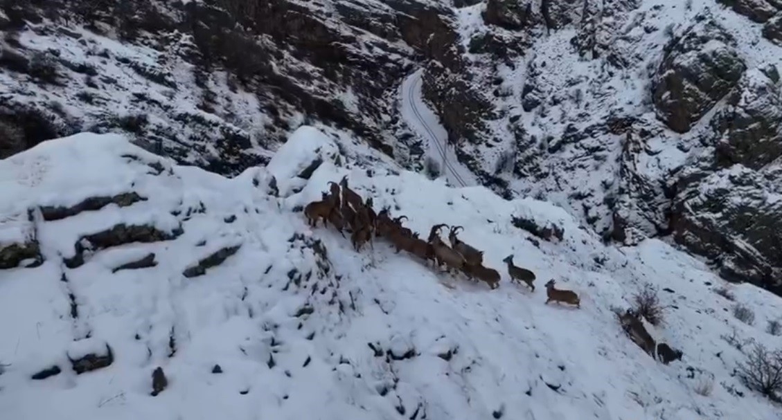 Dağları süsleyen dağ keçileri engebeli arazide drone ile görüntülendi
