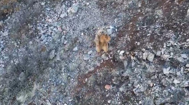 Kış uykusundan uyanan ayı dronu g&ouml;r&uuml;nce adeta selam verdi
