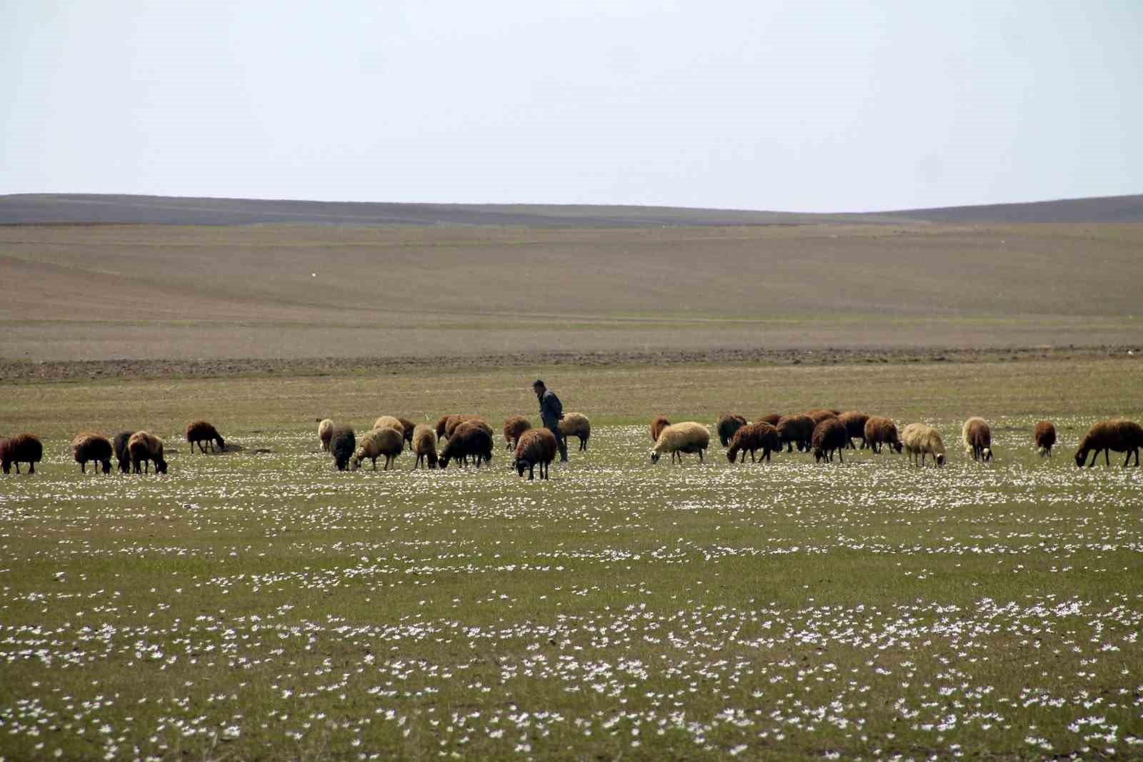 Bayburt’ta meralar küçükbaş hayvanlarla şenlendi
