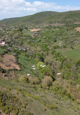 Tekirdağ&rsquo;da pelikanların g&ouml;&ccedil;&uuml; muhteşem g&ouml;r&uuml;nt&uuml;lere sahne oldu
