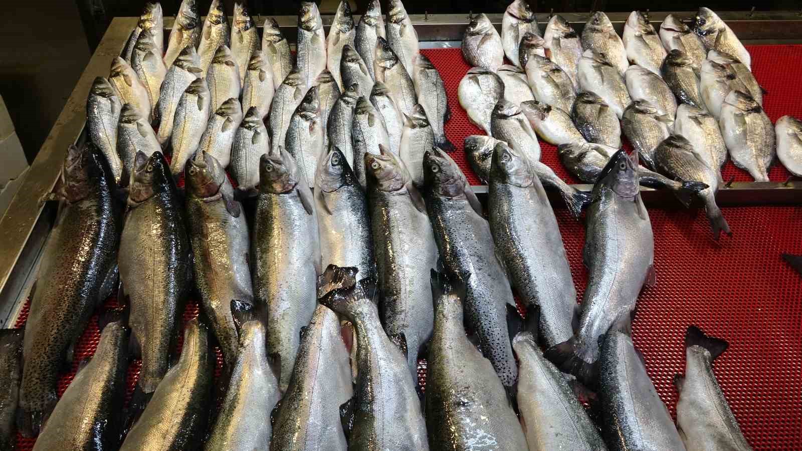 Denizlerde av yasağı başladı, tezgahlar kültür balıklarına kaldı
