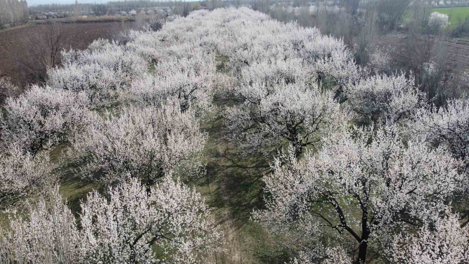 Kayısıda ilkbahar ila&ccedil;laması
