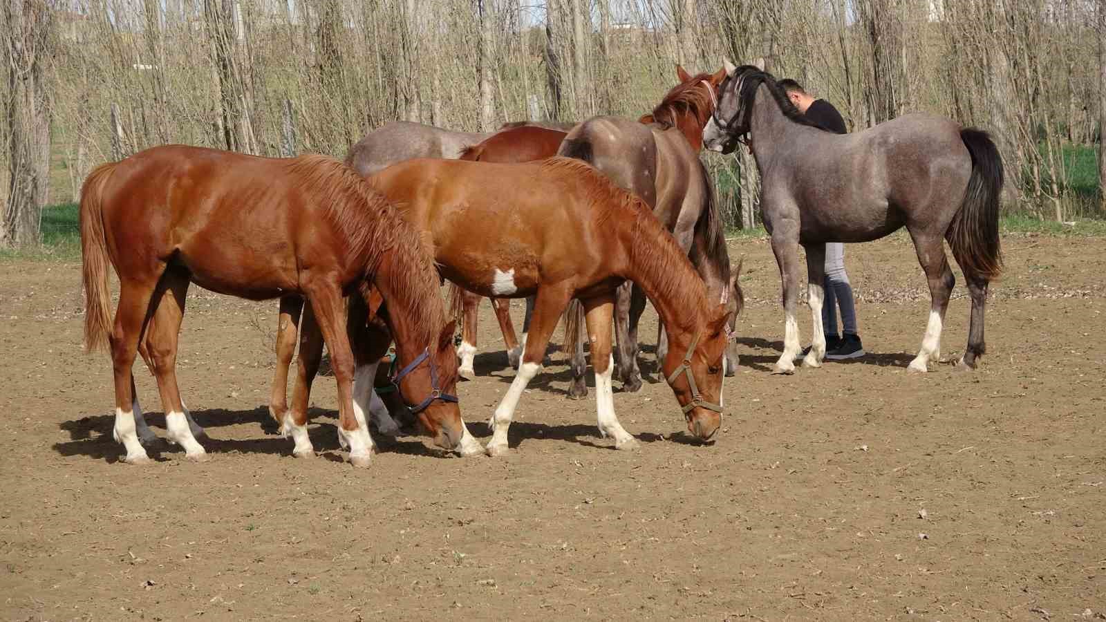 Geleceğin şampiyon adayı safkan Arap atları Yozgat’ta yetiştiriliyor
