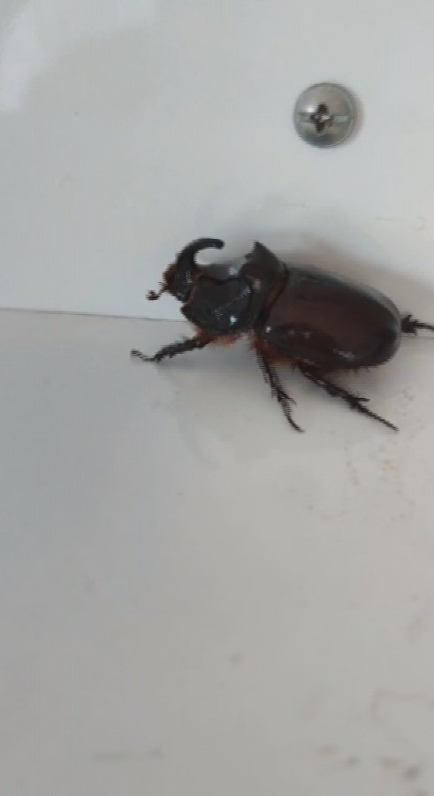 Evinin balkonunda bulduğu gergedan böceğine özel bakım
