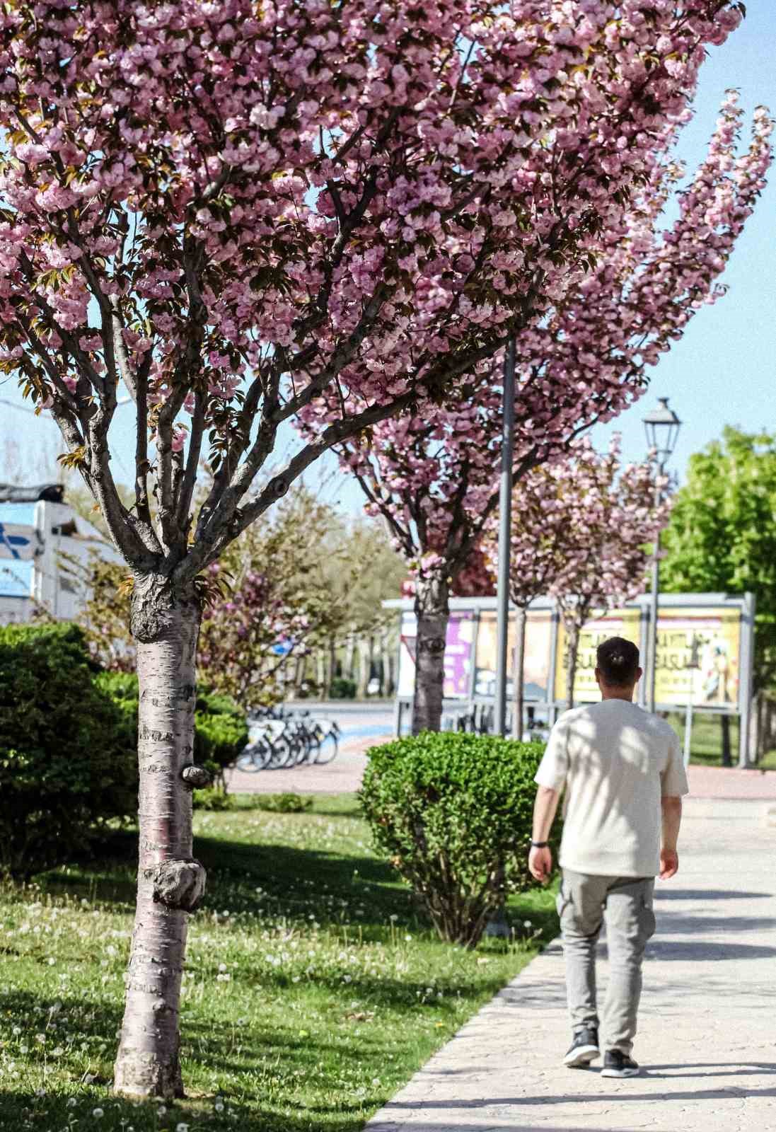 Sakuralar Konya’da çiçek açtı, görüntüler hayran bıraktı
