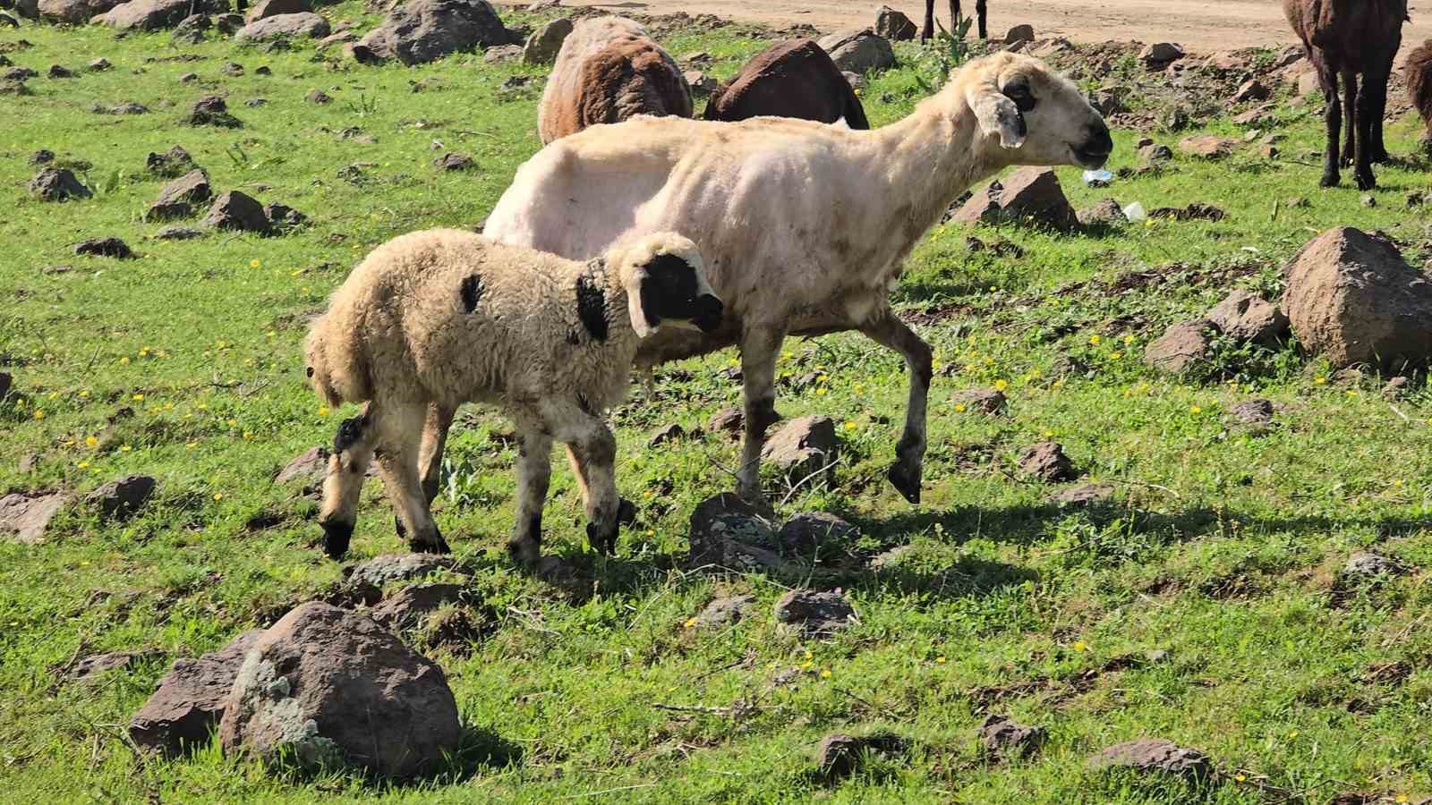 Elazığ’a bahar geldi, koyun sürüleri otlağa indi
