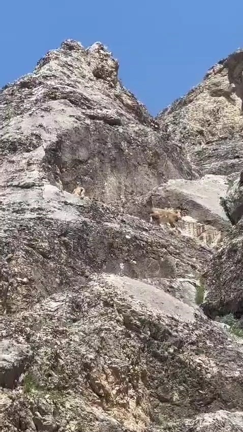 Nesli tükenme tehlikesi altındaki dağ keçileri Palu Kalesi’nde görüntülendi

