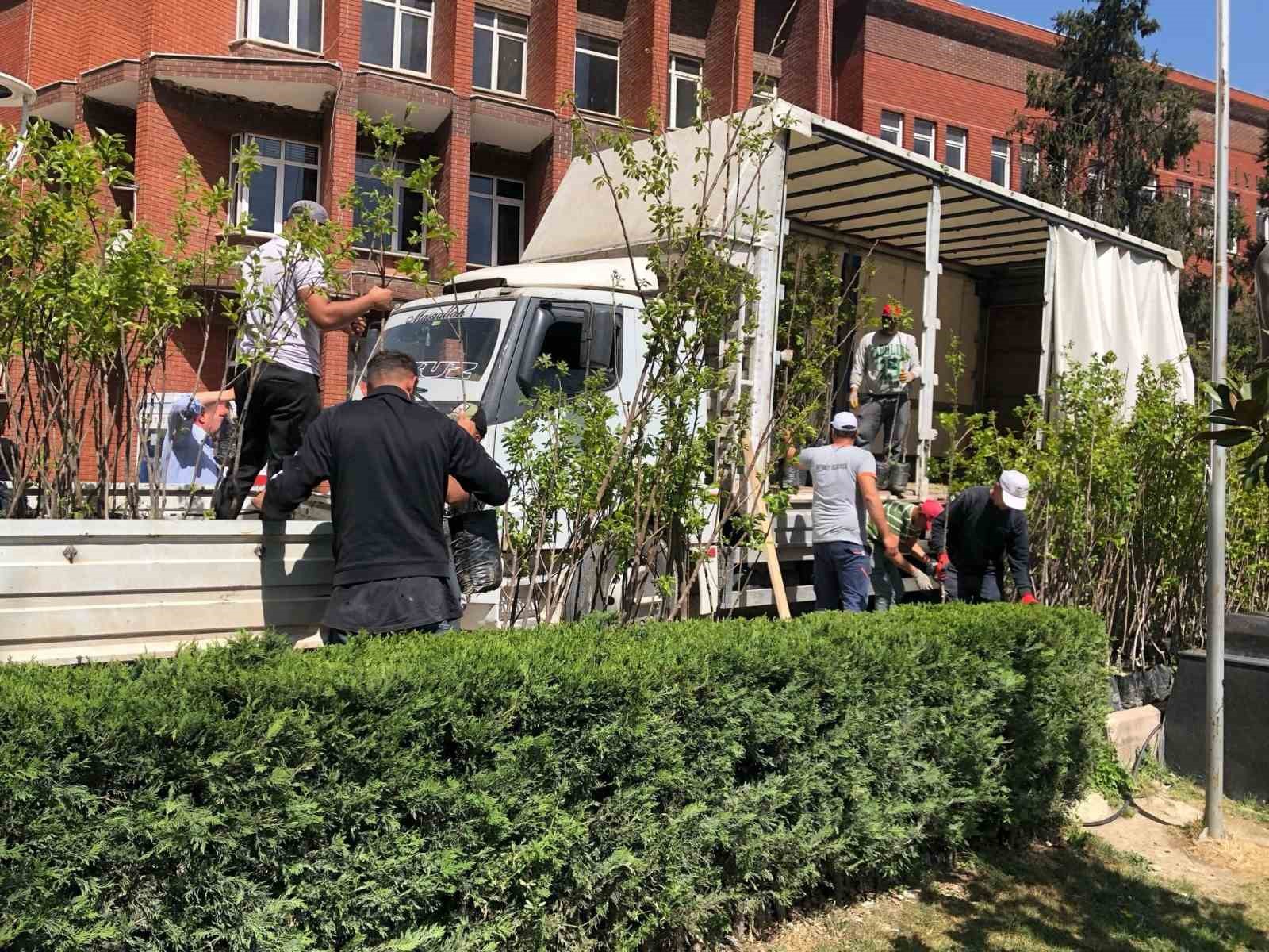 Trabzon hurma fidanı dağıtıldı
