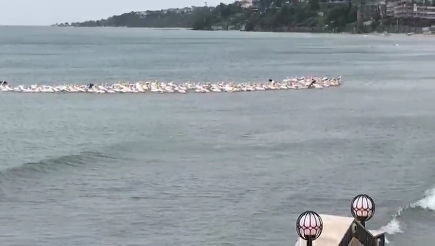 Fırtına nedeniyle yüzlerce pelikan plajda toplandı
