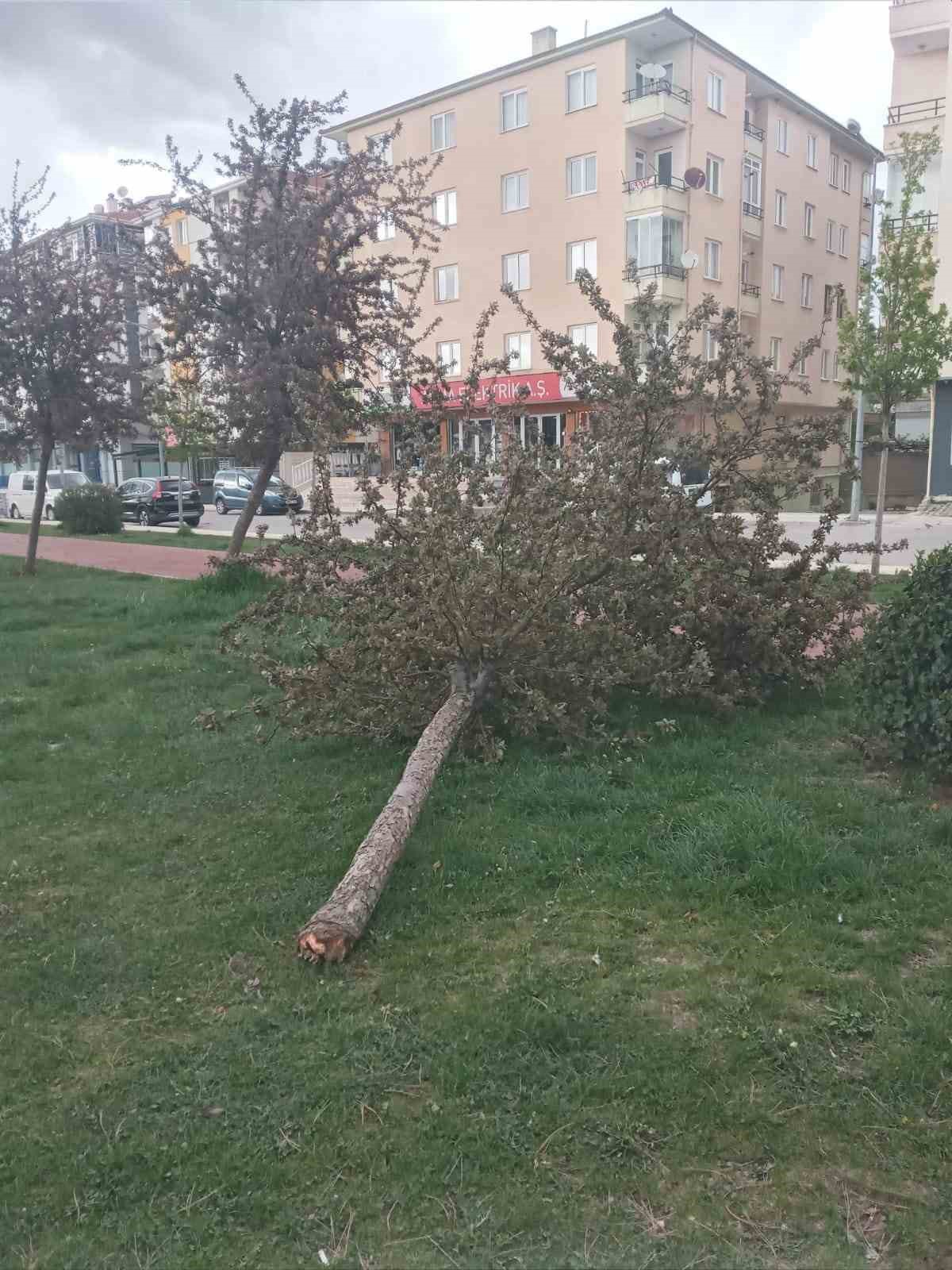 Çorum’da fırtına ağaçları devirdi