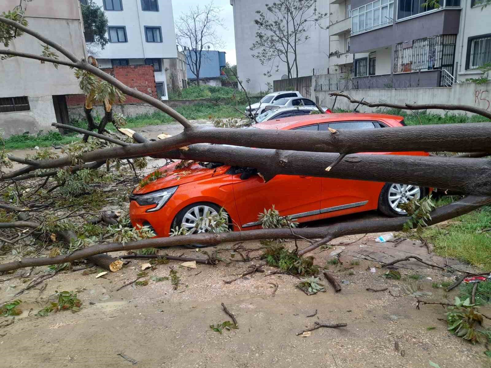 Bandırma’da, çürüyen ağaç otomobilin üzerine devrildi