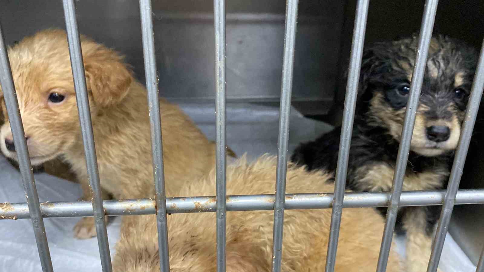 Hamile köpeği silahla vurdular, acı içinde yavrularını doğurdu