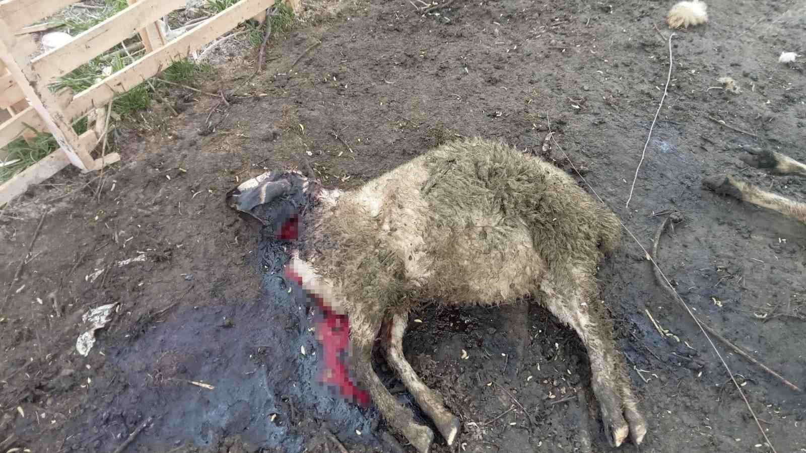 Koyunlara kurt dadandı iddiası
