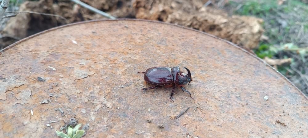D&uuml;nyanın en g&uuml;&ccedil;l&uuml; b&ouml;ceği Y&uuml;ksekova&rsquo;da g&ouml;r&uuml;ld&uuml;
