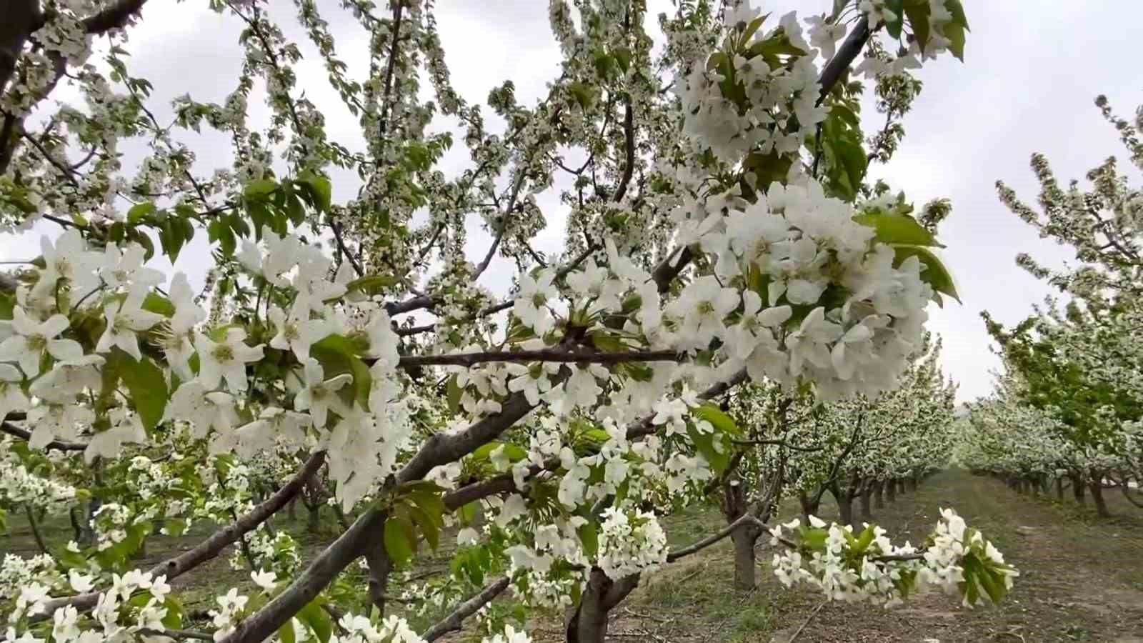 Yozgat’ta baharın gelmesiyle çiçek açan binlerce meyve ağacı havadan görüntülendi
