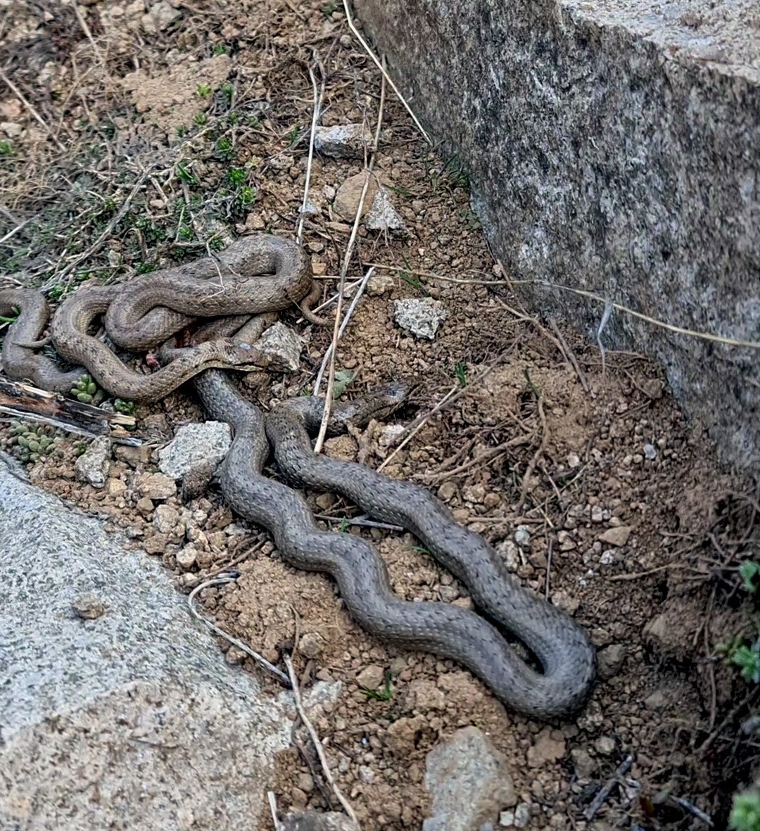 Kış uykusundan uyanan ayı ve yılanları görüntüledi