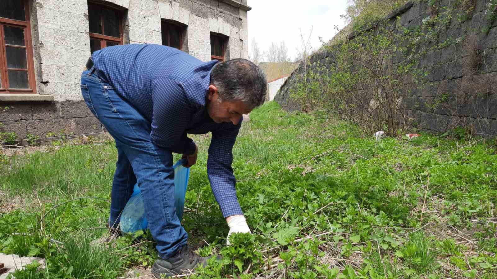 Kars’ta ısırgan otu toplanmaya başladı