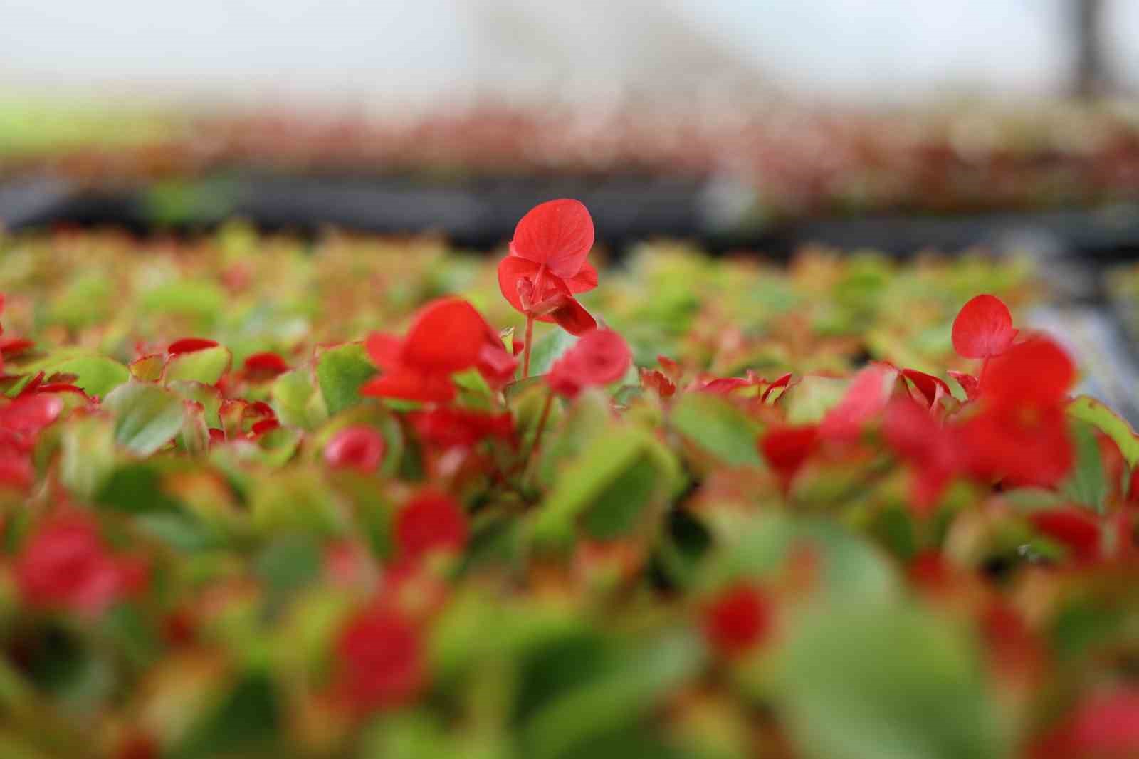 Safranbolu’da 200 bin çiçek üretildi
