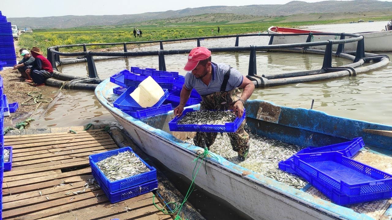 Bozkırın ortasından Avrupa’ya gümüş balığı ihracat ediliyor
