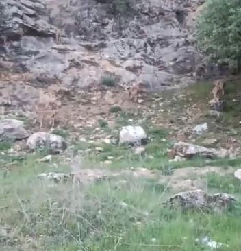 Elazığ’da koruma altındaki dağ keçileri sürü halinde görüntülendi