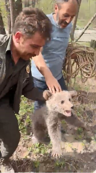 Artvin’de ağaçta mahsur kalan yavru ayı kurtarıldı
