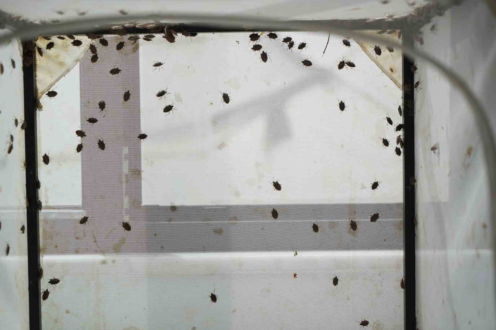 150 bin samuray arısı kahverengi kokarca ile mücadele edecek
