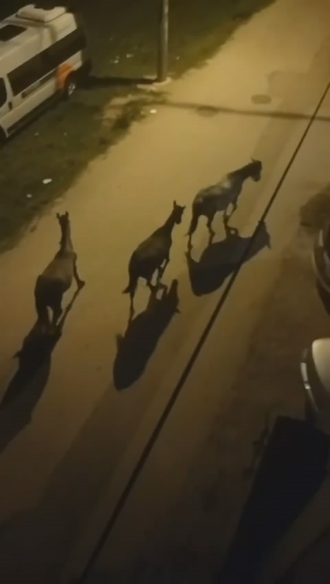 Bursa’da sokaklar gündüz insanlara, gece atlara kalıyor
