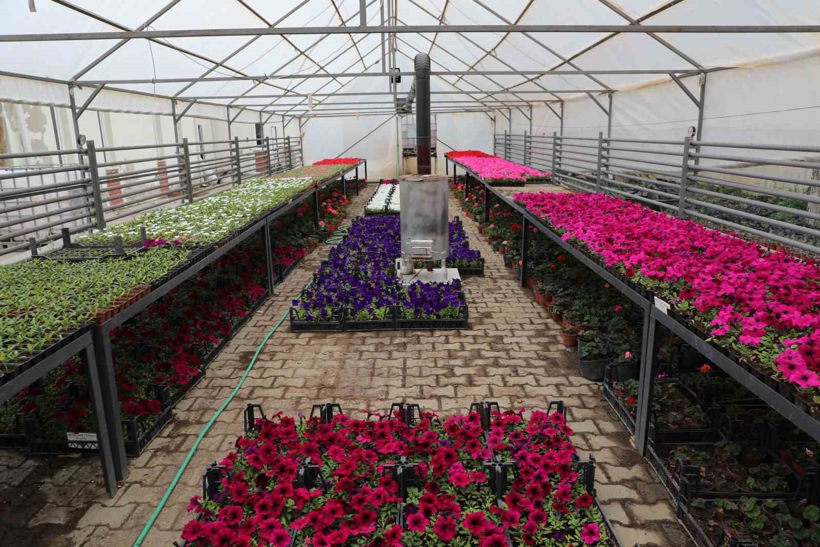 ESTÜ serasında yetiştirilen 20 bin çiçek kampüsü süslemeye başladı
