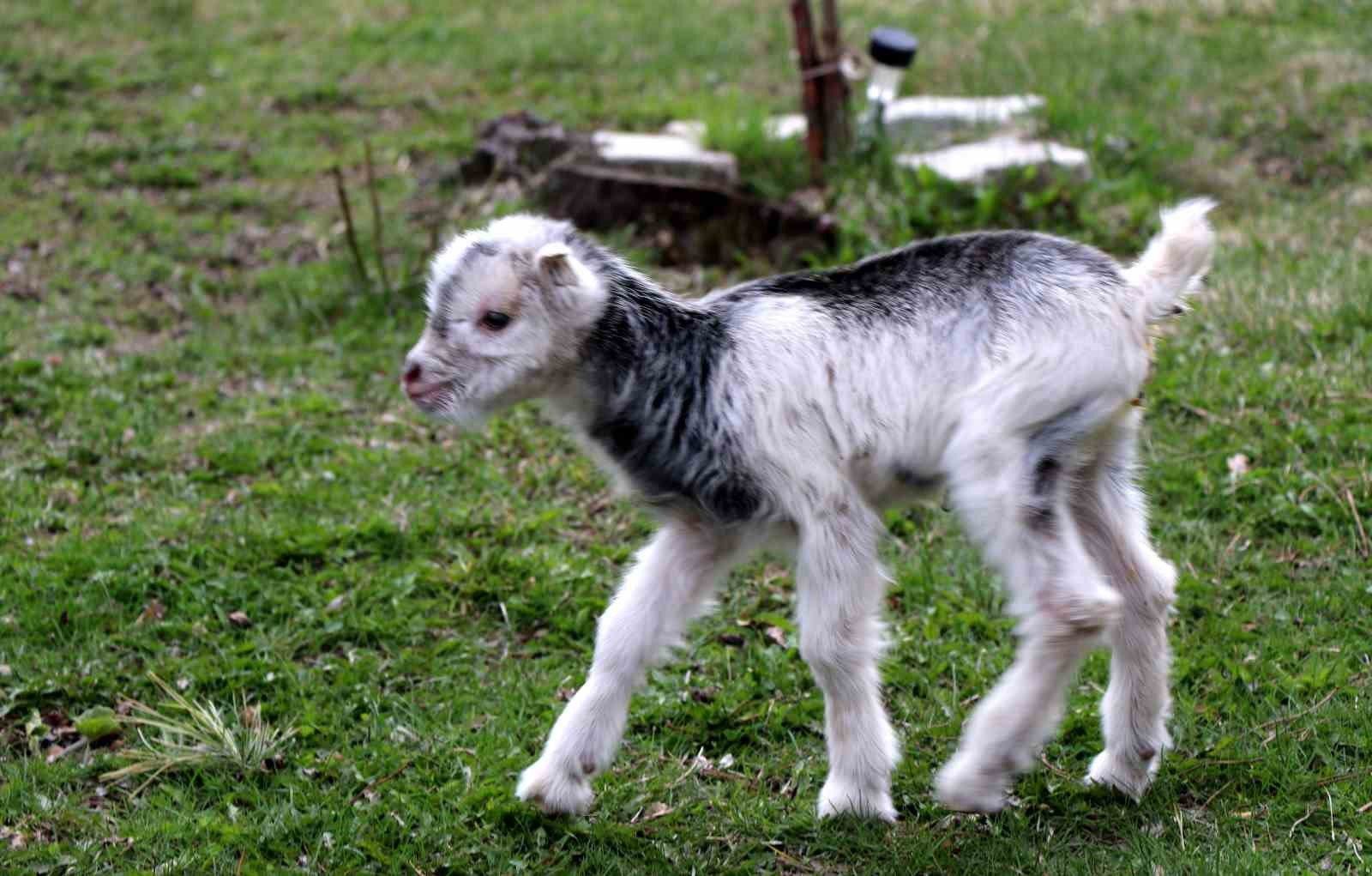 Annesini ayı yiyen ve ölmekten gazeteci tarafından kurtarılan keçi yavrusu büyüdü
