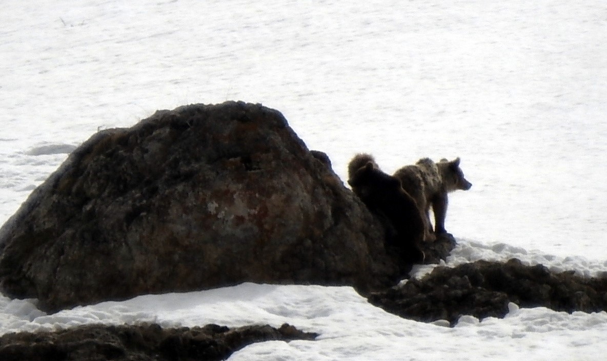 Erzincan’da anne ayı ve yavruları karlı arazide dolaşırken görüntülendi 