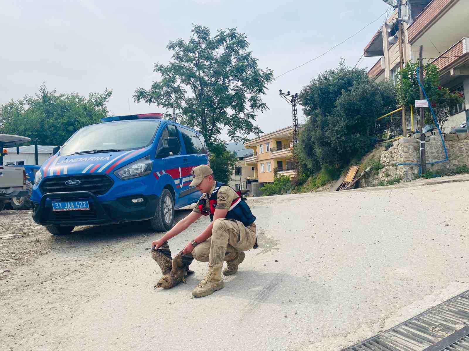 Jandarma ekiplerinden yavru kartala şefkat eli
