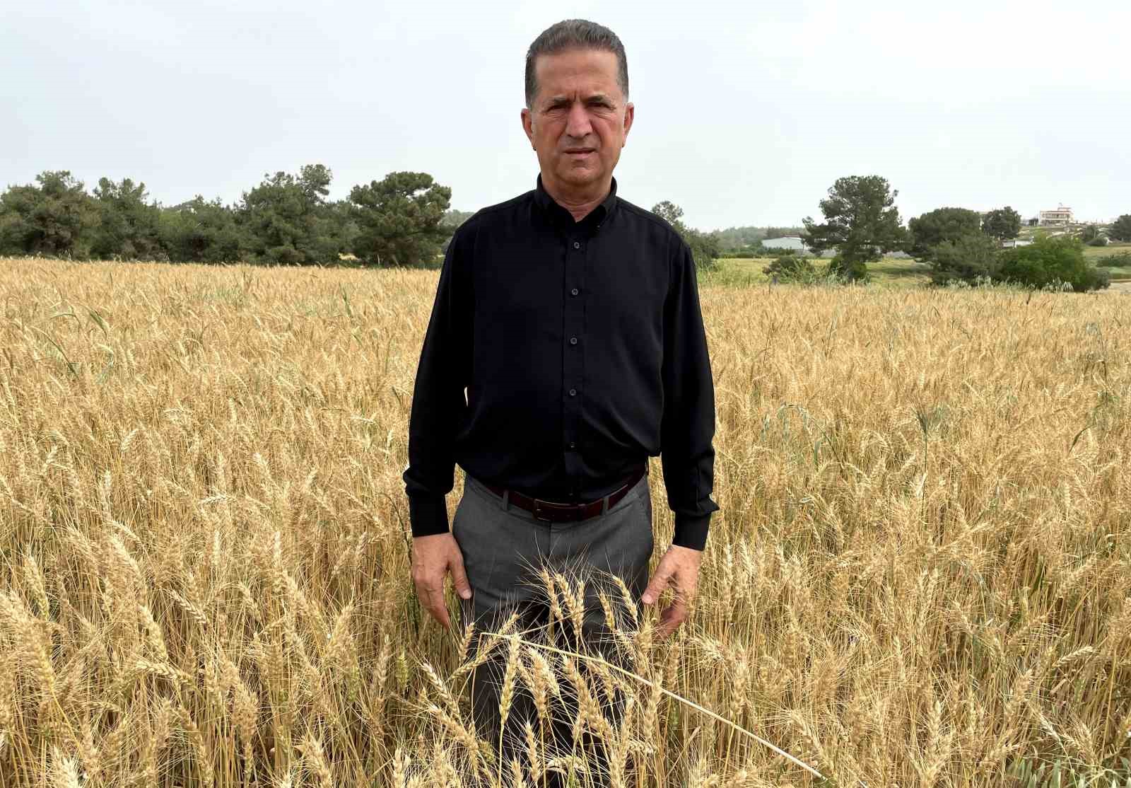 Buğdayda hasat yaklaştı, fiyat bekleniyor 