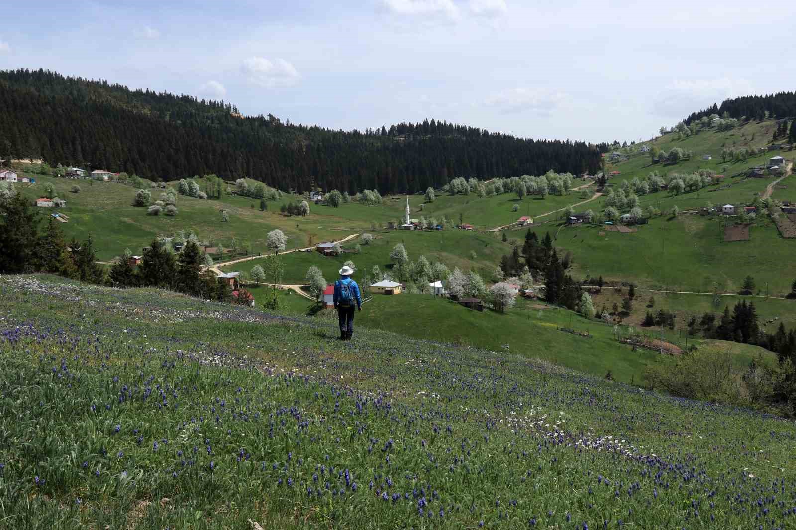 G&uuml;m&uuml;şhane&rsquo;de mavi s&uuml;mb&uuml;ller arasında doğa y&uuml;r&uuml;y&uuml;ş&uuml;

